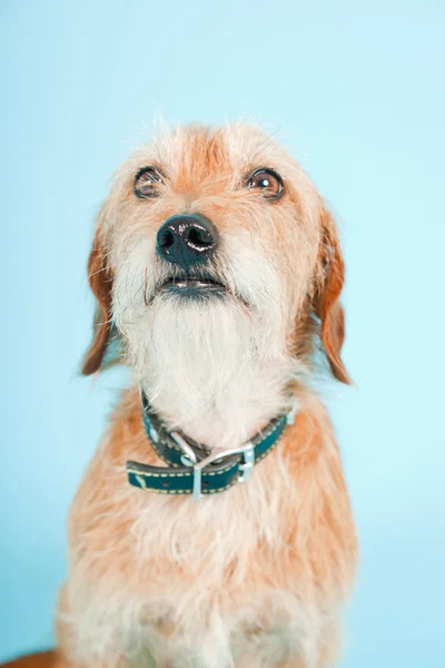 Маленька коричнева змішана порода собак ізольована на світло-блакитному тлі. Студійний знімок . — стокове фото
