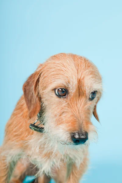 Маленька коричнева змішана порода собак ізольована на світло-блакитному тлі. Студійний знімок . — стокове фото