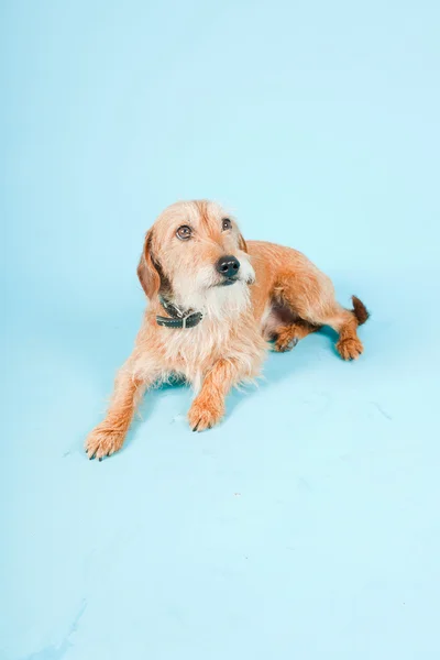Petit chien brun de race mixte isolé sur fond bleu clair. Plan studio . — Photo