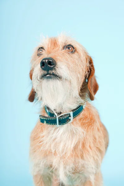 狗被隔绝在淡蓝色背景的小棕混的种犬。工作室拍摄. — 图库照片