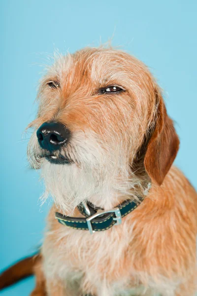 Kis barna kevert tenyészt kutya elszigetelt világoskék háttér. stúdió felvétel. — Stock Fotó