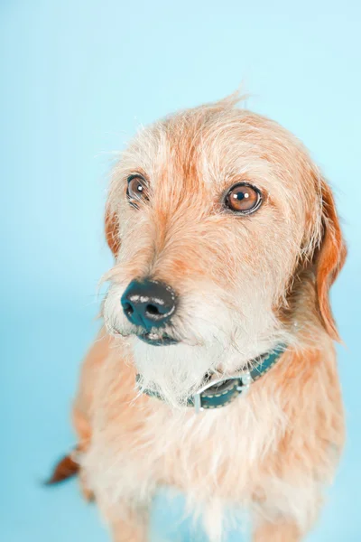 Kleine bruine gemengd ras hond geïsoleerd op lichte blauwe achtergrond. studio opname. — Stockfoto