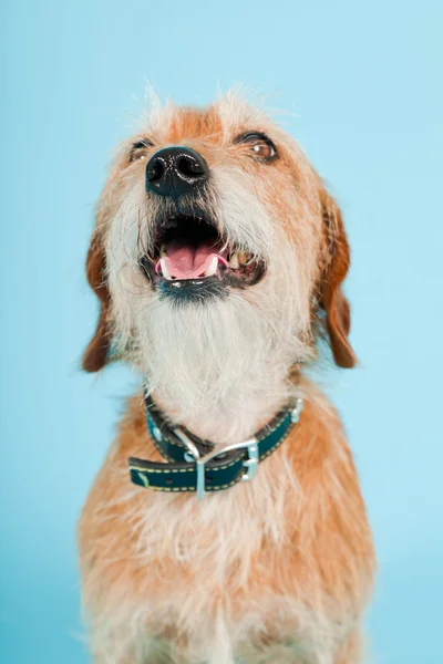 stock image Little brown mixed breed dog isolated on light blue background. Studio shot.