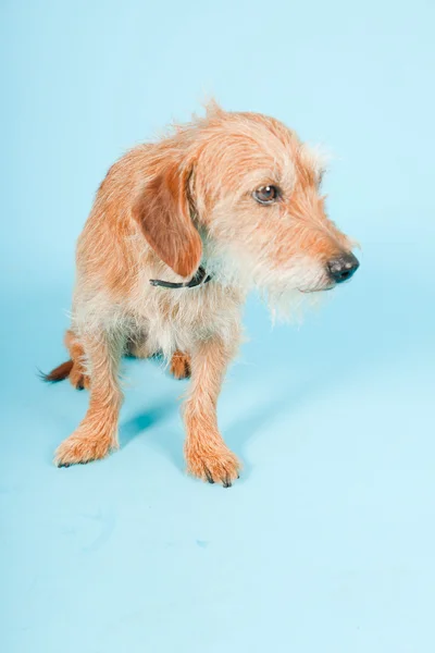 Mały brązowy mieszany rasa psa na białym tle na światło niebieskie tło. łapka. — Zdjęcie stockowe
