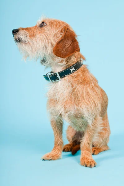 Liten brun blandras hund isolerad på ljusblå bakgrund. Studio skott. — Stockfoto
