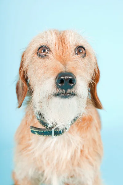 Pequeno cão misto marrom isolado no fundo azul claro. Estúdio . — Fotografia de Stock