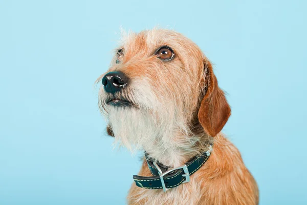 Petit chien brun de race mixte isolé sur fond bleu clair. Plan studio . — Photo