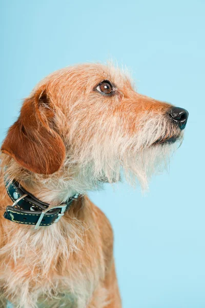 Kleiner brauner Mischlingshund isoliert auf hellblauem Hintergrund. Studioaufnahme. — Stockfoto