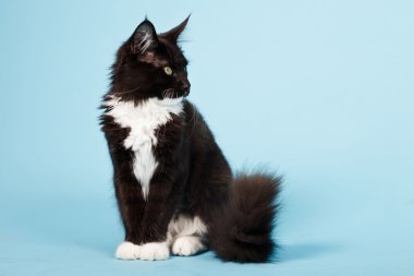 şirin maine coon yavru kedi açık mavi renkli izole beyaz. Stüdyo vurdu.