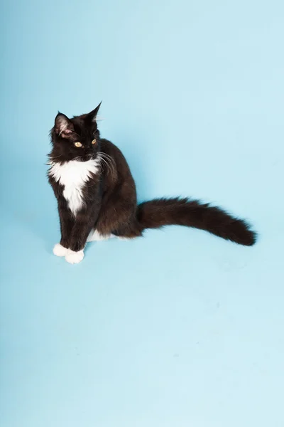 Carino gattino maine coon bianco e nero isolato su sfondo azzurro. Studio girato . — Foto Stock