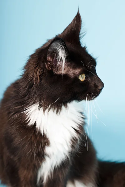 Ładny maine coon kot czarno-białe na białym tle na światło niebieskie tło. łapka. — Zdjęcie stockowe