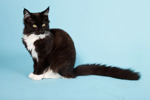 Söt maine coon kattunge svart och vitt isolerad på ljusblå bakgrund. Studio skott. — Stockfoto
