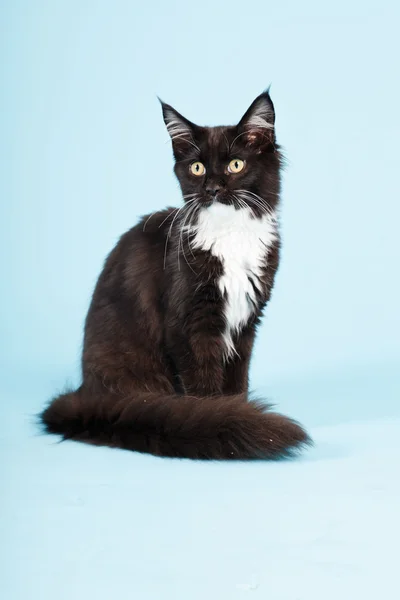 Bonito maine casulo gatinho preto e branco isolado no fundo azul claro. Estúdio . — Fotografia de Stock