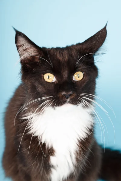 stock image Cute maine coon kitten black and white isolated on light blue background. Studio shot.