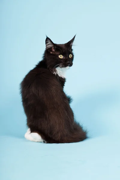 Roztomilý maine coon kitten černá a bílá izolovaných na světle modrém pozadí. Studio záběr. — Stock fotografie