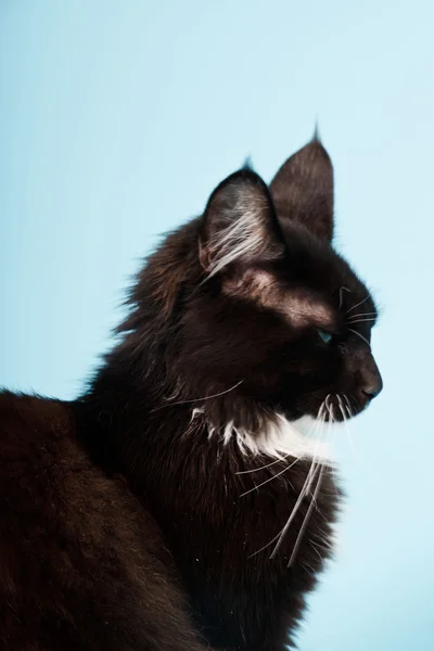 सुंदर मेन शंकु बिल्ली काले और सफेद प्रकाश नीले पृष्ठभूमि पर अलग। स्टूडियो शॉट . — स्टॉक फ़ोटो, इमेज