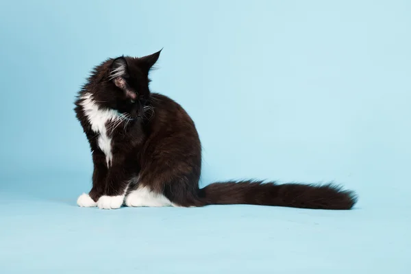 Carino gattino maine coon bianco e nero isolato su sfondo azzurro. Studio girato . — Foto Stock