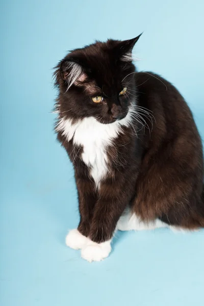 Χαριτωμένο maine coon γατάκι μαύρο και άσπρο απομονώνονται σε γαλάζιο φόντο. Studio που γυρίστηκε. — Φωτογραφία Αρχείου