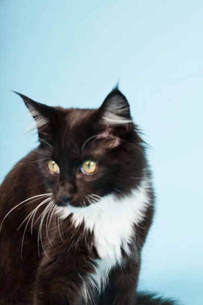 Şirin maine coon yavru kedi açık mavi renkli izole beyaz. Stüdyo vurdu. — Stok fotoğraf