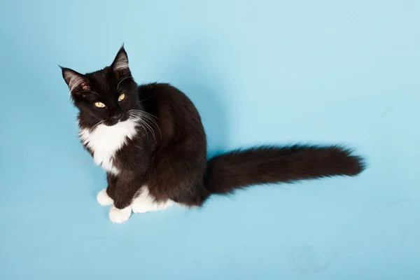 Schattig maine coon kitten zwart-wit geïsoleerd op lichte blauwe achtergrond. studio opname. — Stockfoto