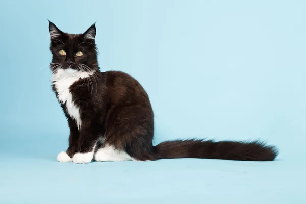 かわいいメインあらいくま子猫黒と白明るい青の背景に分離されました。スタジオ撮影. — ストック写真