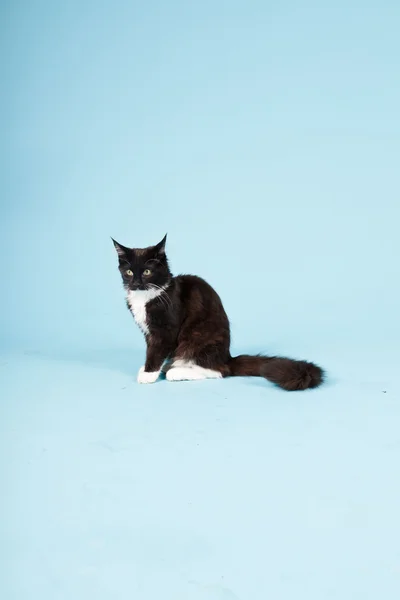 Lindo maine coon gatito blanco y negro aislado sobre fondo azul claro. Captura de estudio . — Foto de Stock