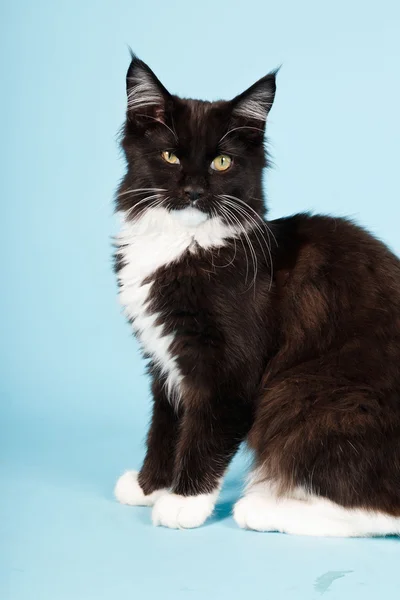 Roztomilý maine coon kitten černá a bílá izolovaných na světle modrém pozadí. Studio záběr. — Stock fotografie