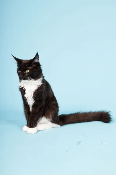 Ładny maine coon kot czarno-białe na białym tle na światło niebieskie tło. łapka. — Zdjęcie stockowe