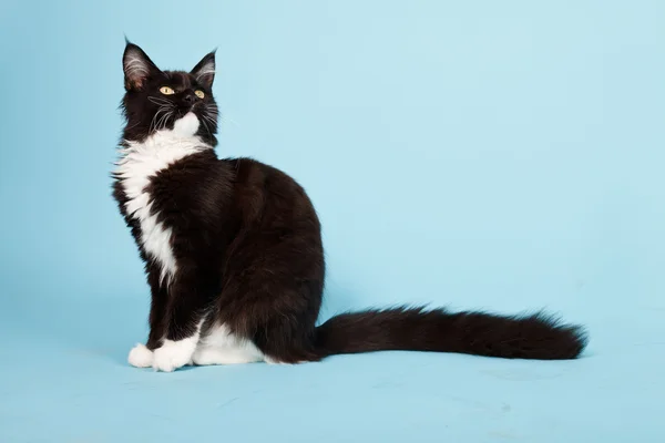 Χαριτωμένο maine coon γατάκι μαύρο και άσπρο απομονώνονται σε γαλάζιο φόντο. Studio που γυρίστηκε. — Φωτογραφία Αρχείου