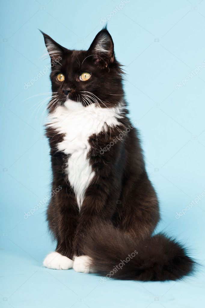 Cute Maine Coon Kitten Black And White Isolated On Light Blue