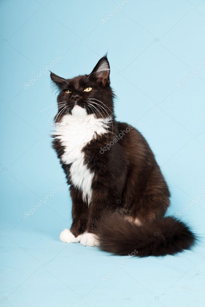 Cute Maine Coon Kitten Black And White Isolated On Light Blue Background Studio Shot Stock Photo Image By C Ysbrand