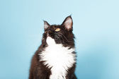 Картина, постер, плакат, фотообои "cute maine coon kitten black and white isolated on light blue background. studio shot.", артикул 11515684