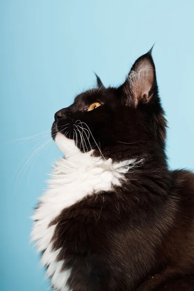 귀여운 메인 쿤 고양이 흑백 밝은 파란색 배경에 고립. 스튜디오 촬영. — 스톡 사진