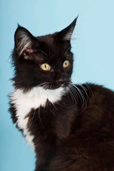 Cute maine coon kitten black and white isolated on light blue background. Studio shot. — Stock Photo, Image