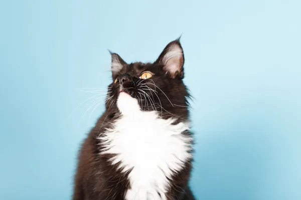 Lindo maine coon gatito blanco y negro aislado sobre fondo azul claro. Captura de estudio . —  Fotos de Stock