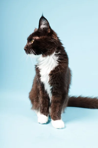 귀여운 메인 쿤 고양이 흑백 밝은 파란색 배경에 고립. 스튜디오 촬영. — 스톡 사진