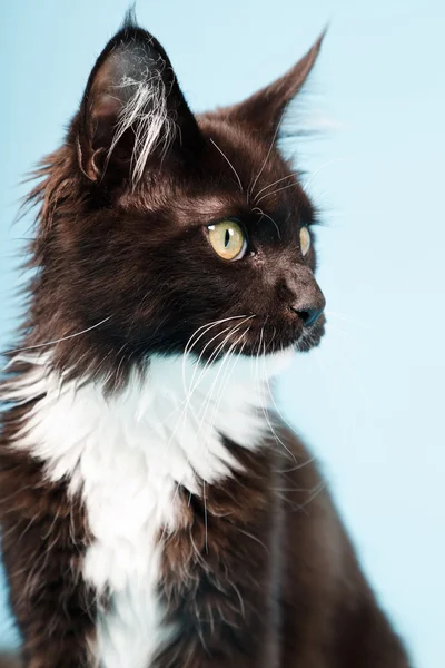 Aranyos maine coon cica fekete-fehér elszigetelt világoskék háttér. stúdió felvétel. — Stock Fotó