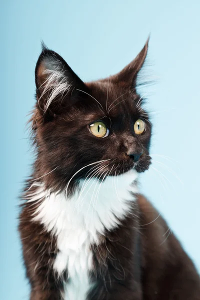 Cute maine coon kitten black and white isolated on light blue background. Studio shot. — Stock Photo, Image