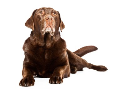 eski kahverengi labrador köpeği beyaz zemin üzerine izole. Stüdyo vurdu.