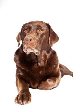 eski kahverengi labrador köpeği beyaz zemin üzerine izole. Stüdyo vurdu.