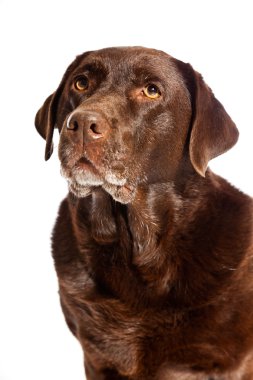 eski kahverengi labrador köpeği beyaz zemin üzerine izole. Stüdyo vurdu.