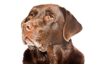 eski kahverengi labrador köpeği beyaz zemin üzerine izole. Stüdyo vurdu.