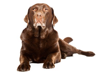 eski kahverengi labrador köpeği beyaz zemin üzerine izole. Stüdyo vurdu.