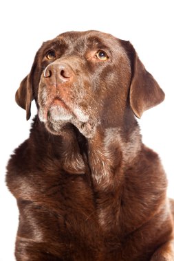 eski kahverengi labrador köpeği beyaz zemin üzerine izole. Stüdyo vurdu.