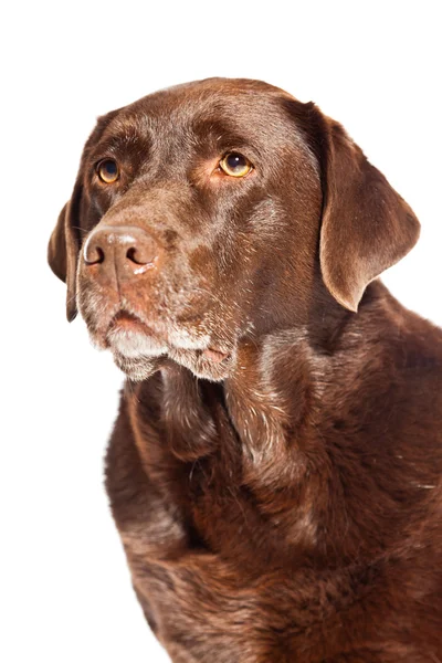 Alter brauner Labrador-Hund isoliert auf weißem Hintergrund. Studioaufnahme. — Stockfoto