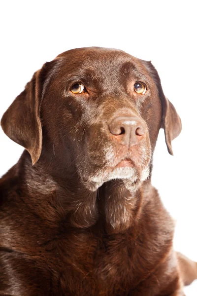Vecchio cane labrador marrone isolato su sfondo bianco. Studio girato . — Foto Stock