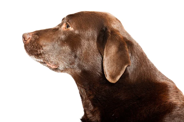 Oude bruine labrador hond geïsoleerd op een witte achtergrond. studio opname. — Stockfoto