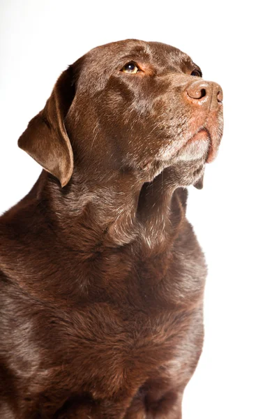 Vecchio cane labrador marrone isolato su sfondo bianco. Studio girato . — Foto Stock