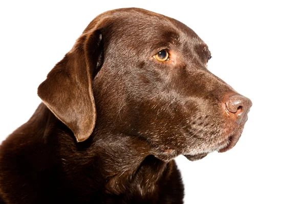 Stare brązowy labrador pies na białym tle. łapka. — Zdjęcie stockowe