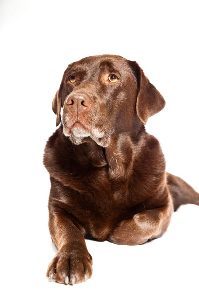 Старая коричневая собака-лабрадор на белом фоне. Снимок студии . — стоковое фото